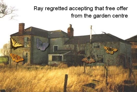 The Elms with butterflies.