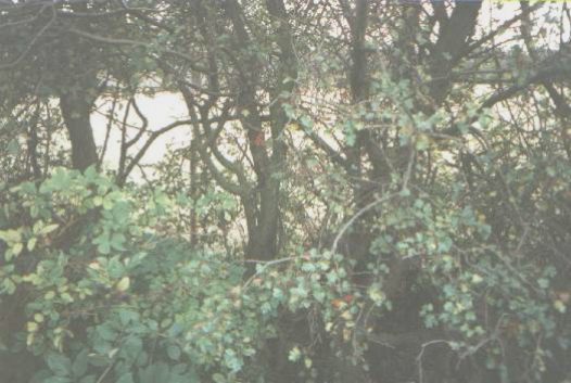 The tree that caught Adam